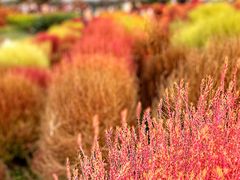 -花开海上生态园