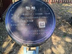 -中岳庙