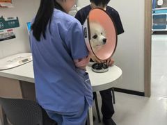 -四月宠物医院·猫专科·心脏专科·内科(转塘店)