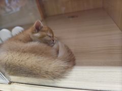 -拉丁餐厅·巴西烤肉自助(正佳广场店)