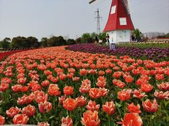 -菊园百果园