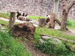 -都江堰中华大熊猫苑