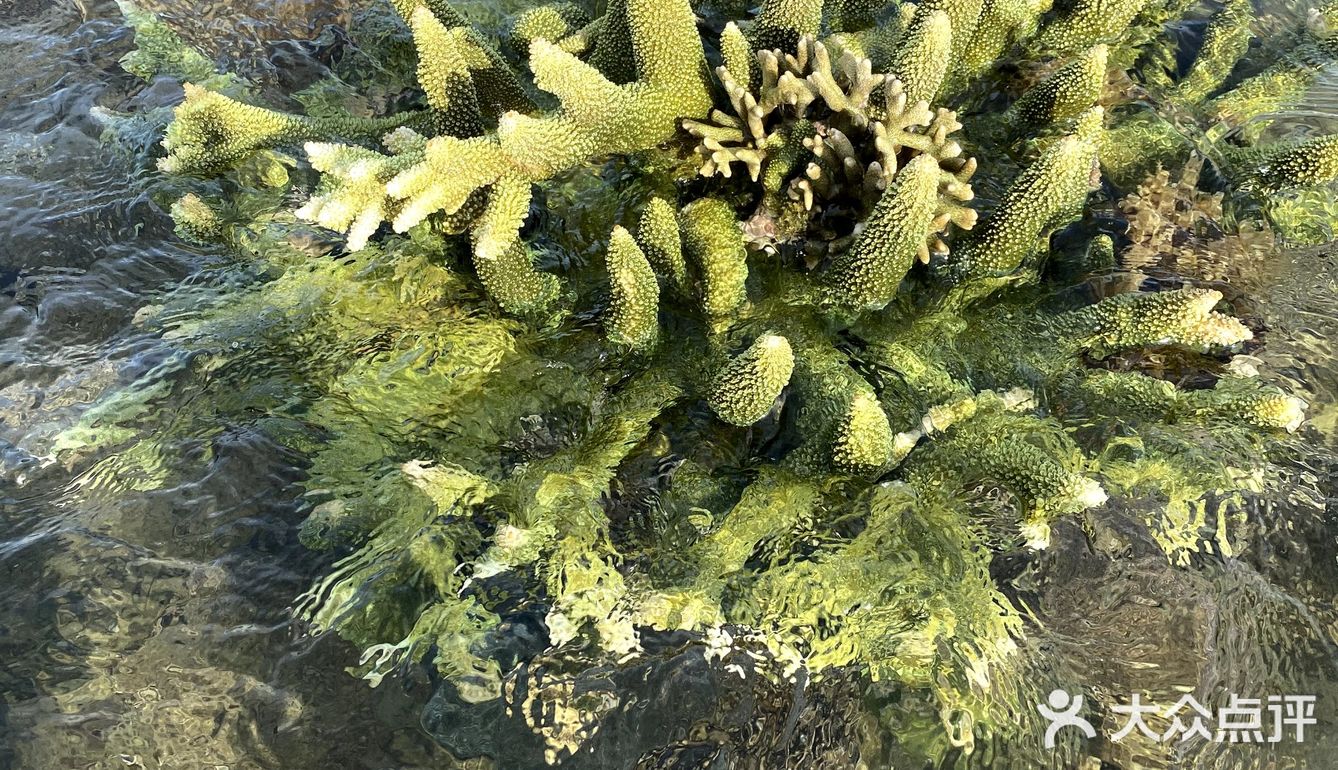 酷爱赶海每次都有不同的收获后海村码头是我常去打卡