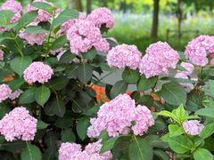 -世纪公园-世纪春沁园