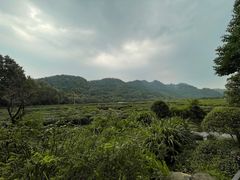 -中国茶叶博物馆(双峰馆区)