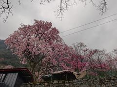 -九皇山景区