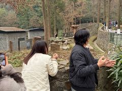 -都江堰中华大熊猫苑