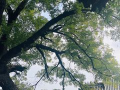 -泰山风景名胜区