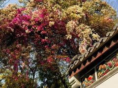 -深圳国际园林花卉博览园