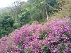 -广州市石门国家森林公园