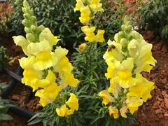 -松山湖梦幻百花洲