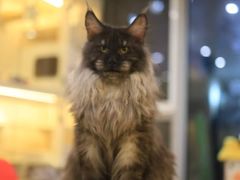 -柚子猫舍·精品猫舍购猫·猫咪认养·购宠·宠物店