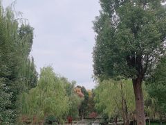 -九科绿洲