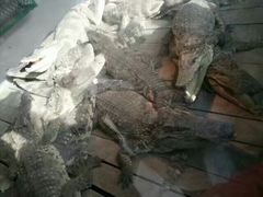 -无锡动物园·太湖欢乐园