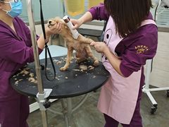 -暖阳宠物医院·犬猫康复中心·骨科