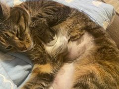 -达爱动物医院·犬猫分区·CT·复杂眼科(远洋山水分院)