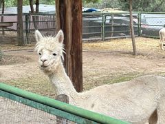 -青藏高原野生动物园