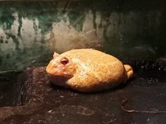 -上海大自然野生昆虫馆(东方明珠·爬宠昆虫探索中心)