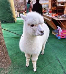 -萌宠亲子动物乐园(槐房万达店)