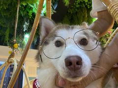 -Husky Go! 哈士奇体验馆·宠物咖啡厅狗咖