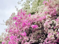 -深圳国际园林花卉博览园