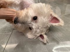 -钦宠·猫咪售卖·洗护·寄养(东圃旗舰店)
