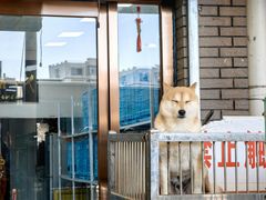 -中环花鸟鱼虫市场