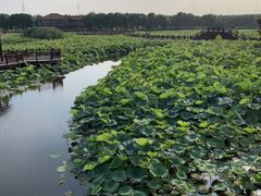 -荷塘月色湿地公园·向阳花洲