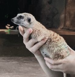 -Zoolung Zoolung动物主题公园(海信广场店)