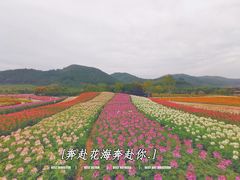 -径山花海