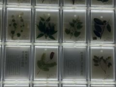 -广东中医药博物馆