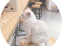 -Heymao猫咖.咖啡厅(东门店)