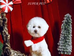 -超宠爱宠物摄影-Super pet