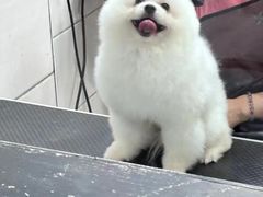 -喵汪萌宠屋旗舰店.洗澡美容.猫狗基地