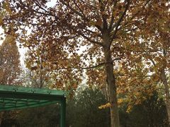 -济南国际园博园