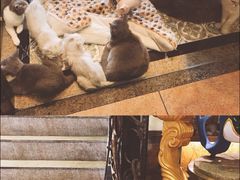 -more than meow吴止猫主题餐厅(承德 中船汇店)