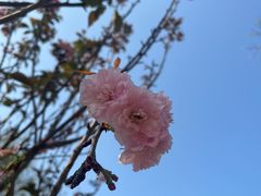 -天适樱花悠乐园