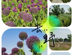 -花开海上生态园