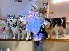 -Husky Go! 哈士奇体验馆·宠物咖啡厅狗咖