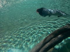 -上海海洋水族馆