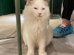 -猫儿山۰猫主题餐厅