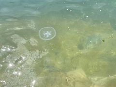 -泊石湾海滨浴场