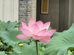 -古德寺