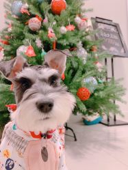 -Adore nail日式美甲美睫