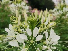 -松山湖梦幻百花洲