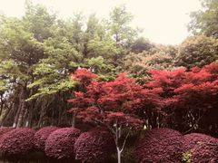 -青枫公园