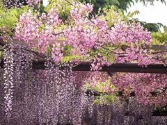 -嘉定紫藤园