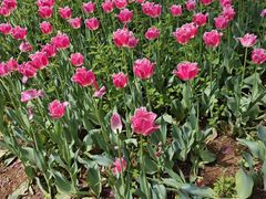 -洛阳郁金香牡丹园