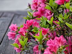 -西山漾湿地公园