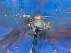 -集草轩·重庆麻辣烤鱼(西湖道店)